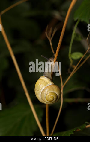 Un bianco a labbro lumaca, Cepaea nemoralis, fotografato di notte su una strada a seguito di un breve periodo di pioggia durante condizioni di tempo asciutto. Il Dorset England Regno Unito GB Foto Stock