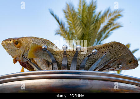 Due crudo fresco pesce rosso con macchie nere su superfici ghiacciate di pietra e di sfondo palm background Foto Stock