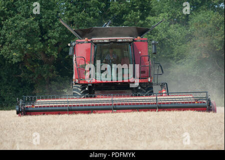 Una mietitrebbia tagli orzo primaverile in un campo a Hayling Island, Hampshire REGNO UNITO Foto Stock
