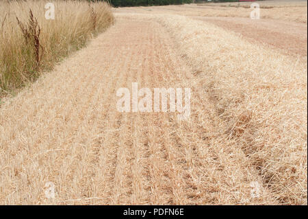 Un campo di orzo dopo essere stato tagliato da una mietitrebbia Foto Stock