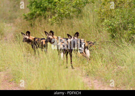 Parte dell'Jongomera pack di cane selvatico, attualmente 15 forte. La specie è aumentata lentamente in alcuni settori quali Ruaha e Katavi ma rimane serio Foto Stock
