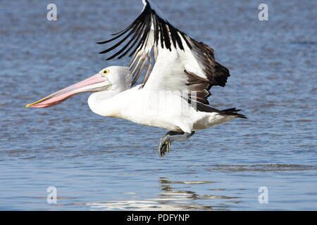 Pellicani,Pellicani sono un genere di grandi uccelli acquatici che compongono la famiglia Pelecanidae. Foto Stock