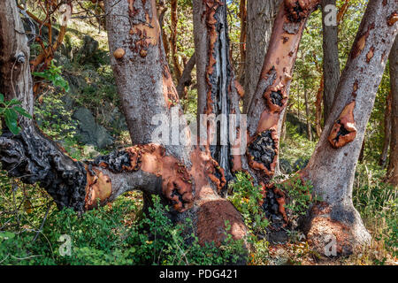 La luce del sole e le ombre cadono su un cluster di arbutus tronchi in una foresta con prominenti cankers e calli irregolari probabilmente causato da una malattia fungina. Foto Stock