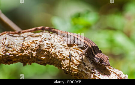 Capo Gekko nani (Lygodactylus capensis) 1 Foto Stock