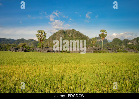 Bellissima foresta di pietra sa come formazioni carsiche immerso tra i campi di riso in Rammang-Rammang parco vicino Makassar, Sulawesi meridionale, Indonesia Foto Stock