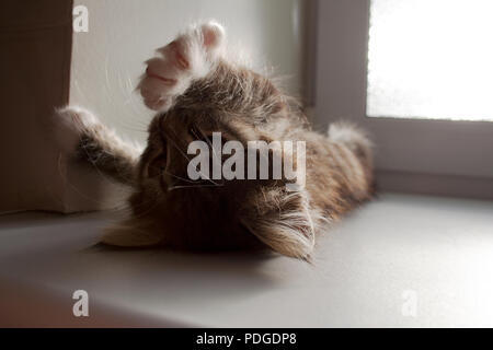 Piccola tabby kitten stretching sotto il sole dopo il sonno vicino alla finestra in un giorno di estate Foto Stock