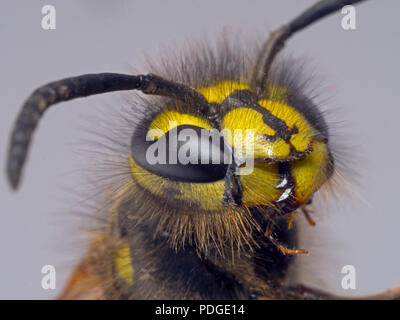 Wasp comune Vespula vulgaris testa di adulto Foto Stock