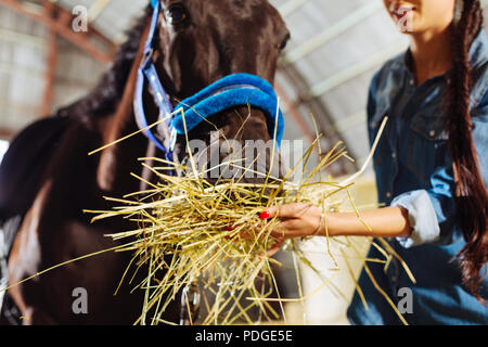 Caring horsewoman sensazione incantevole mentre si alimenta il suo cavallo Foto Stock