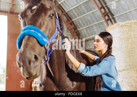 Trasmissione via IR di felice horsewoman bella pulizia Dark Horse Foto Stock