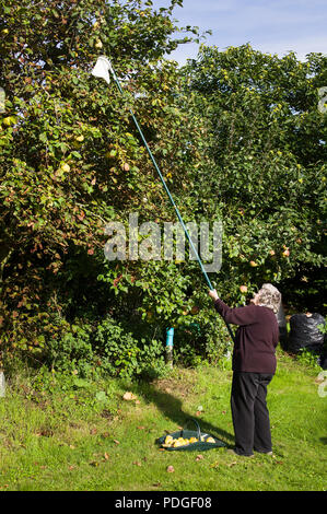 Titolare di pensione o di rendita raccolta mele cotogne frutti da un Cydonia oblonga Meeches prolifico albero nel tardo autunno in un giardino inglese Foto Stock