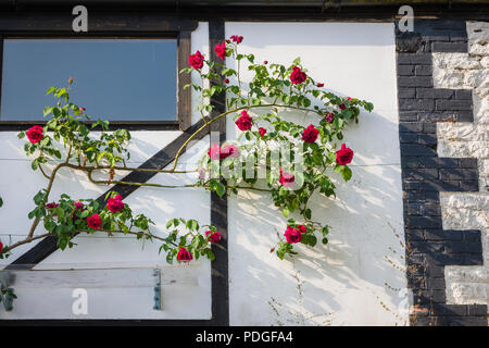 Rosa Etoile de Hollande salendo su un vecchio fienile muro nel Regno Unito e fioritura in Mayý Foto Stock