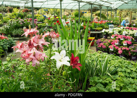 Un ricco assortimento di piante in vaso sul display in un giardino inglese centro nel luglio disponibile per l'acquisto di un auto-selezione base Foto Stock