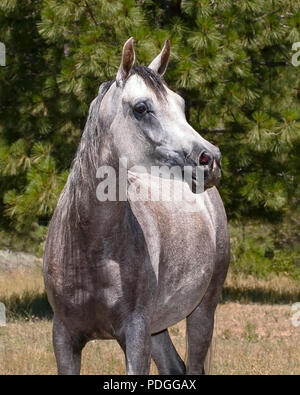 Colpo alla testa di un bel grigio Arabian Horse mare in libertà con un background di foresta Foto Stock