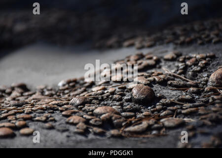 Vista macro di piccoli ciottoli marrone su una roccia, a secco con aghi di pino in giro Foto Stock