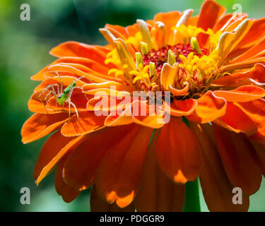 Green Lynx Spider in arancione Zinnia Foto Stock