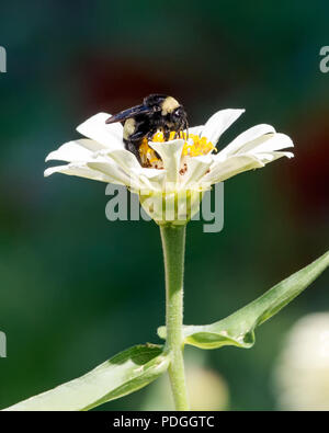 Honeybee sul bianco isolato Zinnia fiore Foto Stock