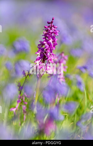 Fioritura precoce orchidea viola - Orchis mascula - in un campo di porpora - Bluebell Hyacinthoides non scripta - all'inizio della primavera. Foto Stock