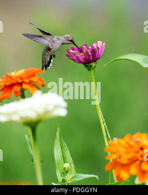 Hummingbird alimentazione su rosa Zinnia fiore Foto Stock