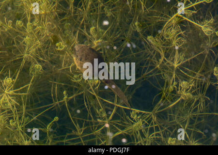 American Bullfrog (Lithobates catesbeianus) da Otero County, Colorado, Stati Uniti d'America. Foto Stock