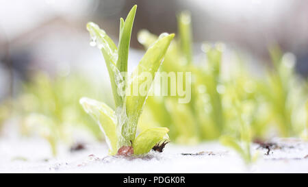 Un impianto in erba incastrata nel ghiaccio su una giornata di primavera