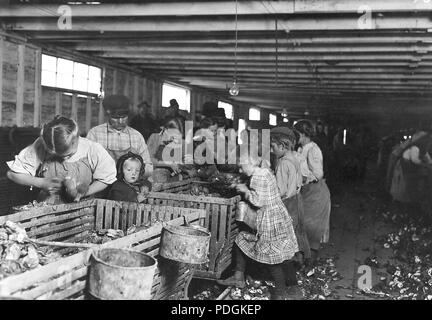 Rosy, un bambino di 8 anni shucker oyster costante funziona tutti i giorni dalle 3 a.m. alle 5 p.m. Il bambino sarà shuck appena ella è in grado di gestire il coltello, Marzo 1911 Foto Stock