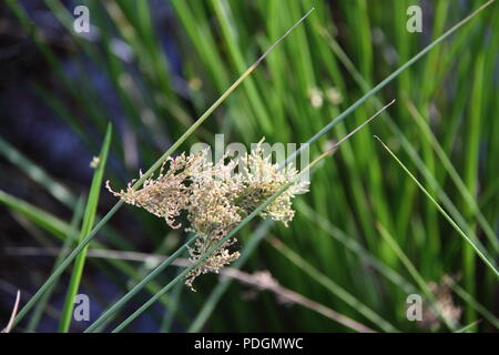 Rush comune (Juncus Effusus) lungo il bordo d'acqua Foto Stock