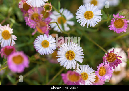 Santa Barbara margherite (Erigeron karvinskianus), San Francisco, California, Stati Uniti. Foto Stock