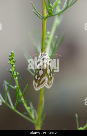 Argento verde costellata shark moth Foto Stock