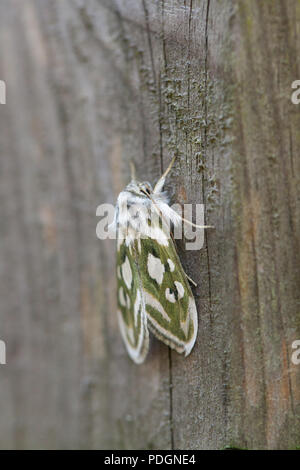 Argento verde costellata shark moth Foto Stock