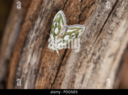 Argento verde costellata shark moth Foto Stock