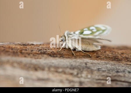 Argento verde costellata shark moth Foto Stock