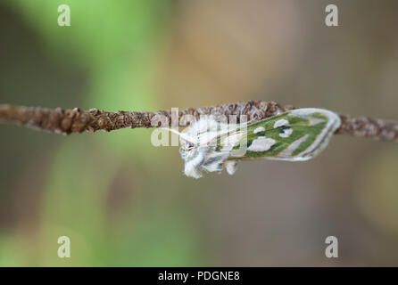 Argento verde costellata shark moth Foto Stock