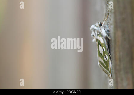 Argento verde costellata shark moth Foto Stock