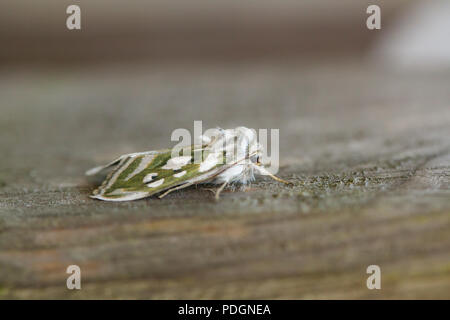 Argento verde costellata shark moth Foto Stock