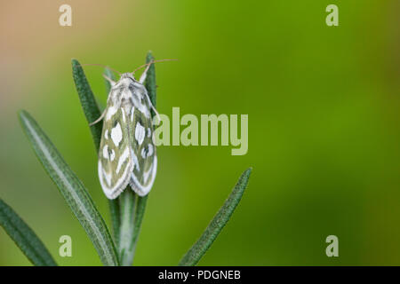 Argento verde costellata shark moth Foto Stock