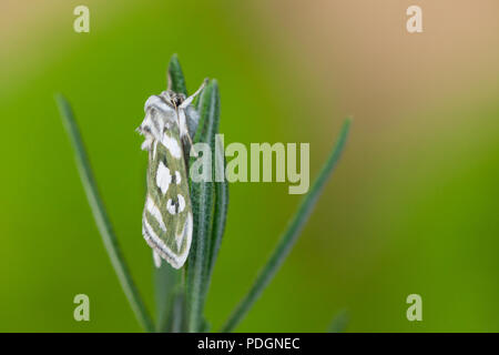 Argento verde costellata shark moth Foto Stock