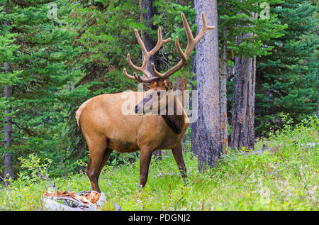 Un grande Bull Elk ((Cervus canadensis nelsoni) entra in pausa per una foto nel segnale in zona di montagna del Parco Nazionale di Grand Teton, Wyoming negli Stati Uniti. Foto Stock