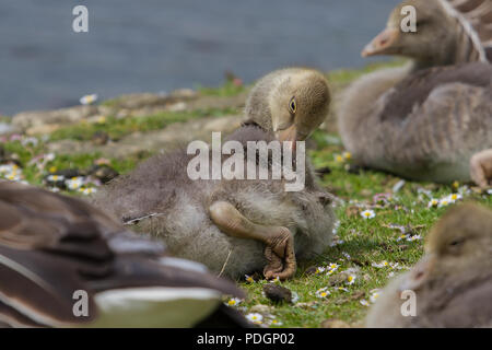 Foto di un giovane di colore grigio oca lag preening è piume mentre è seduto sulla banca erbosa Foto Stock