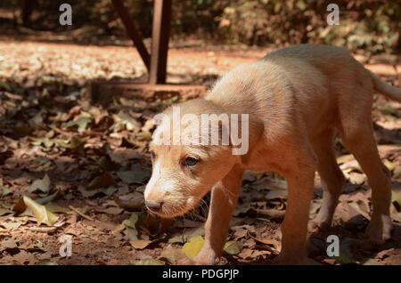 Stanco carino adorabile cucciolo assonnato Foto Stock