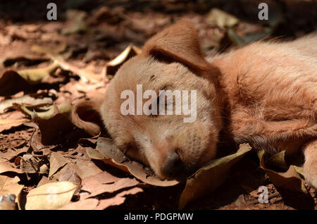 Stanco carino adorabile cucciolo assonnato Foto Stock