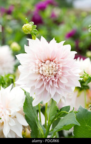 Dahlia 'cafe au lait' Fiore. Foto Stock