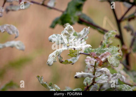 Oak oidio - Erysiphe alphitoides - su foglie di quercia Foto Stock