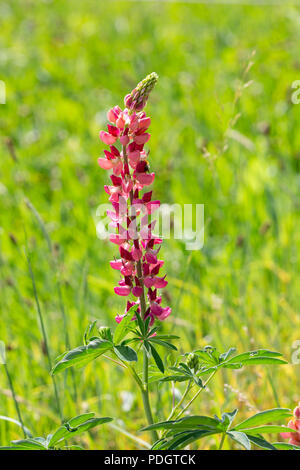 Una fioritura di grandi lasciava di lupino, Big-Lupino lasciarono molti-lasciava di lupino o il giardino di lupino - Lupinus polyphyllus - su uno sfondo verde Foto Stock