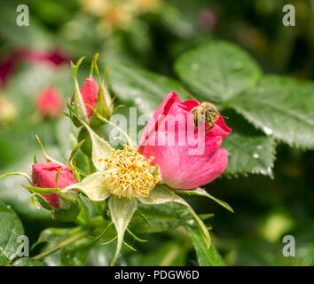 Pinke Hundsrosenbluete und Biene Fruehling im Foto Stock