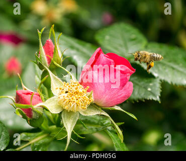 Pinke Hundsrosenbluete und Biene Fruehling im Foto Stock