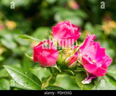 Pinke Hundsrosenbluete und Biene Fruehling im Foto Stock