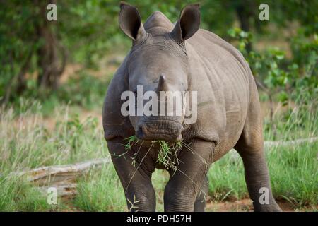 Baby rinoceronte bianco chewing sull'erba Foto Stock