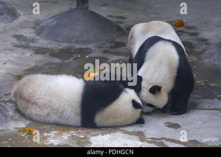 Nanjin, Nanjin, Cina. 10 Ago, 2018. Nanjing, Cina-panda giganti Hehe e Jiujiu celebrano il loro terzo compleanno a Hongshan Zoo Foresta in Nanjing East cinese della provincia di Jiangsu. Credito: SIPA Asia/ZUMA filo/Alamy Live News Foto Stock