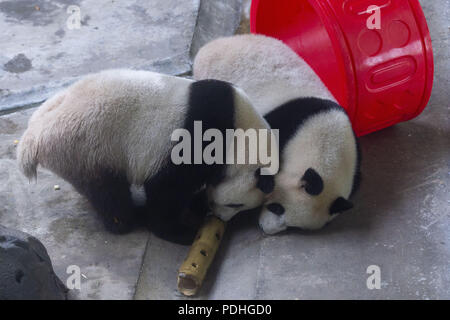 Nanjin, Nanjin, Cina. 10 Ago, 2018. Nanjing, Cina-panda giganti Hehe e Jiujiu celebrano il loro terzo compleanno a Hongshan Zoo Foresta in Nanjing East cinese della provincia di Jiangsu. Credito: SIPA Asia/ZUMA filo/Alamy Live News Foto Stock