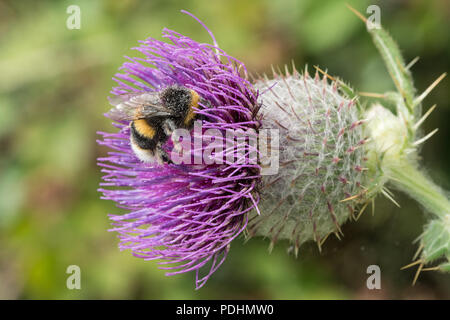 Bombus terrestris, il bumblebee con coda di rondine, ape operaia che si steccano su un thistle viola Foto Stock